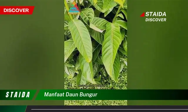 manfaat daun bungur