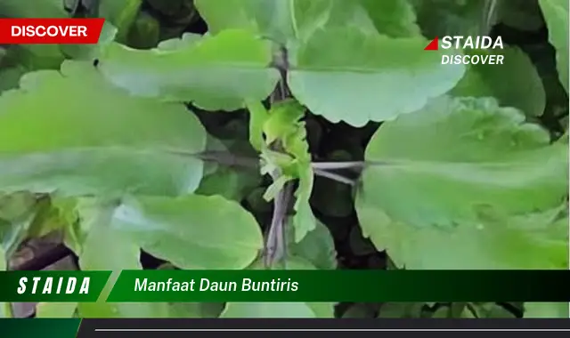 manfaat daun buntiris