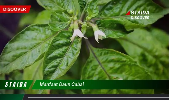 manfaat daun cabai