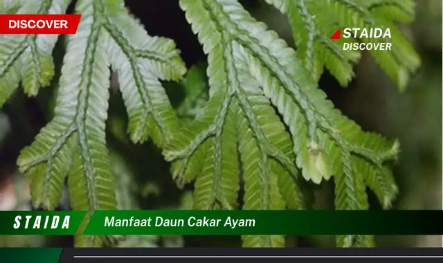 manfaat daun cakar ayam