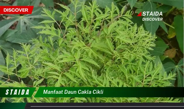 manfaat daun cakla cikli