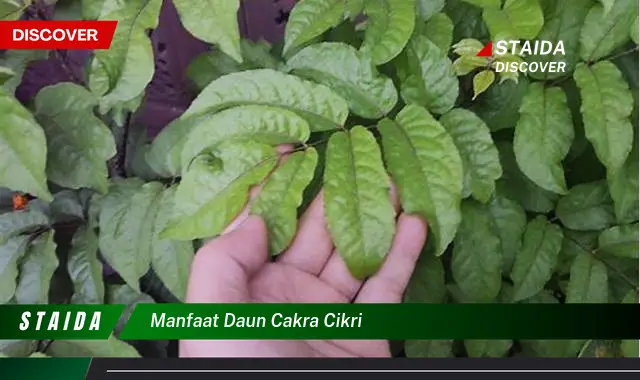 manfaat daun cakra cikri