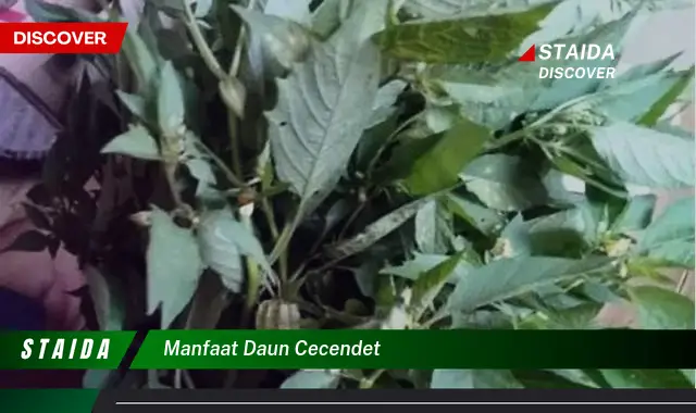 manfaat daun cecendet