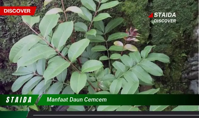 manfaat daun cemcem