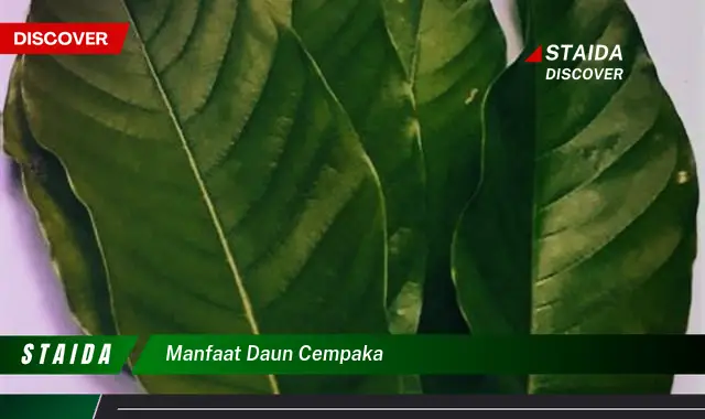 manfaat daun cempaka