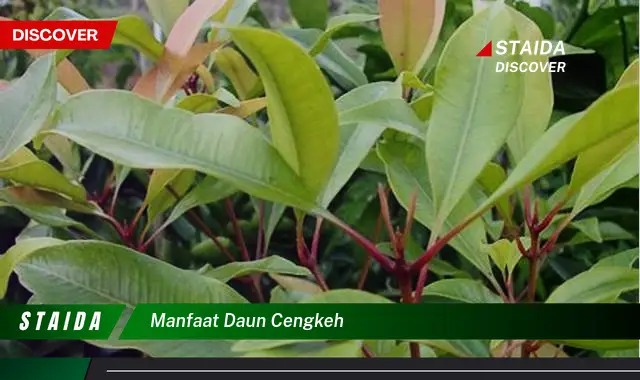 manfaat daun cengkeh