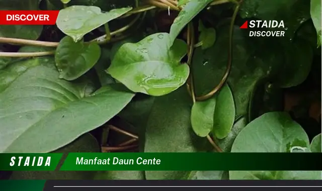 manfaat daun cente