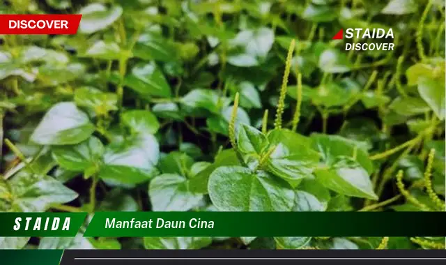 manfaat daun cina