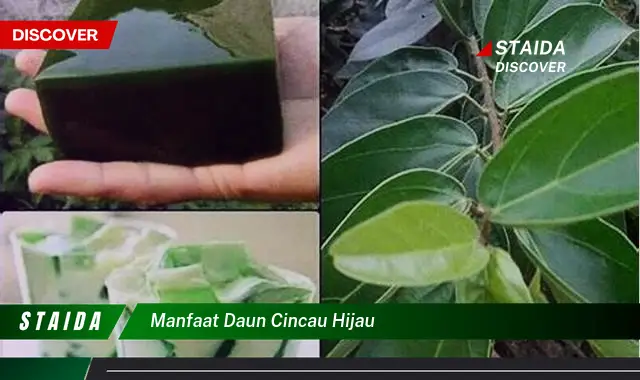 manfaat daun cincau hijau