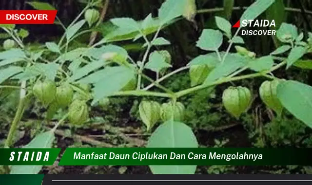 manfaat daun ciplukan dan cara mengolahnya