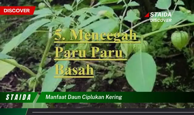 manfaat daun ciplukan kering