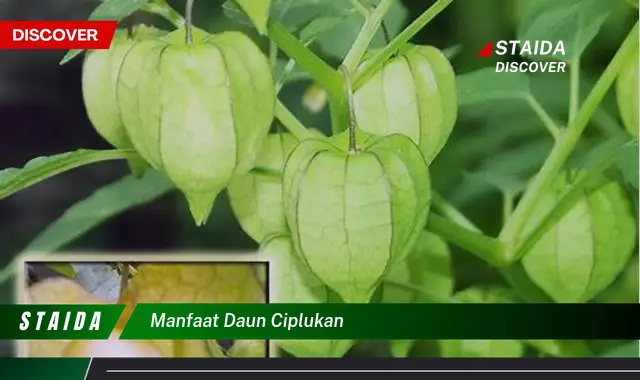 manfaat daun ciplukan