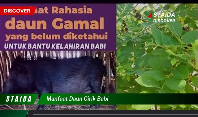 manfaat daun cirik babi