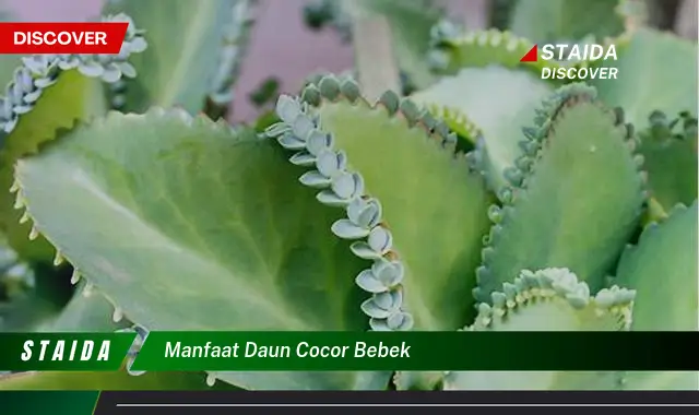 manfaat daun cocor bebek