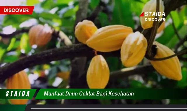 manfaat daun coklat bagi kesehatan