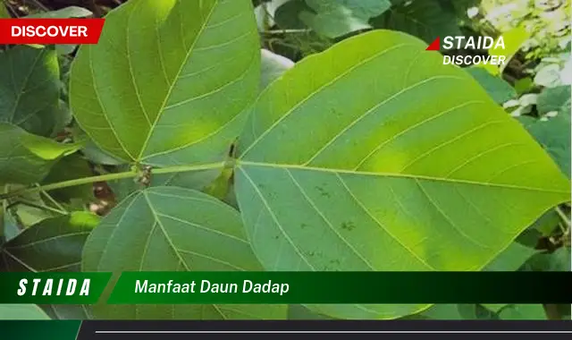 manfaat daun dadap