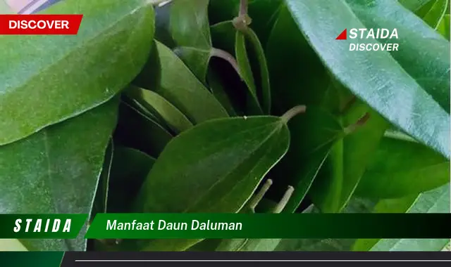 manfaat daun daluman