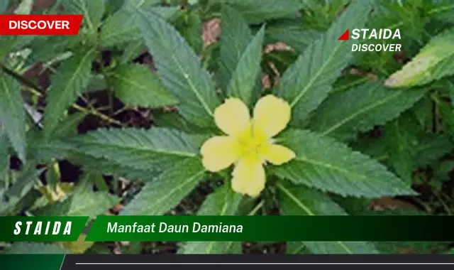 manfaat daun damiana