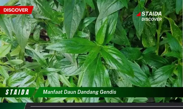 manfaat daun dandang gendis