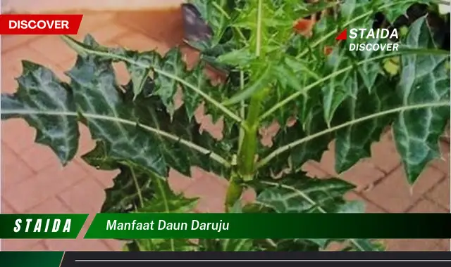 manfaat daun daruju