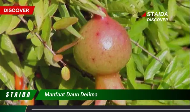 manfaat daun delima