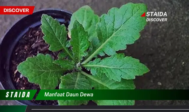 manfaat daun dewa