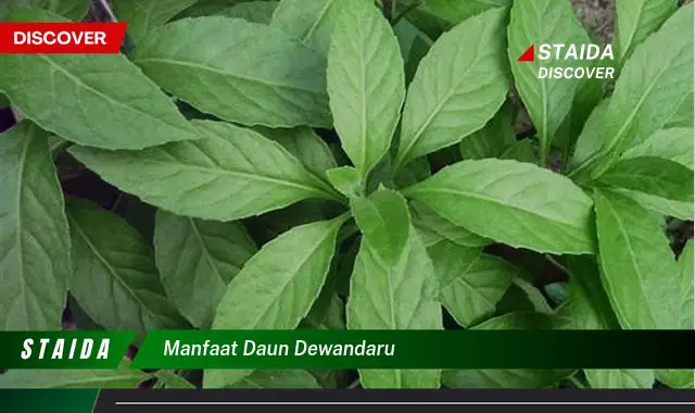 manfaat daun dewandaru