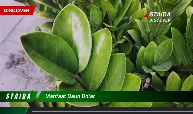 manfaat daun dolar