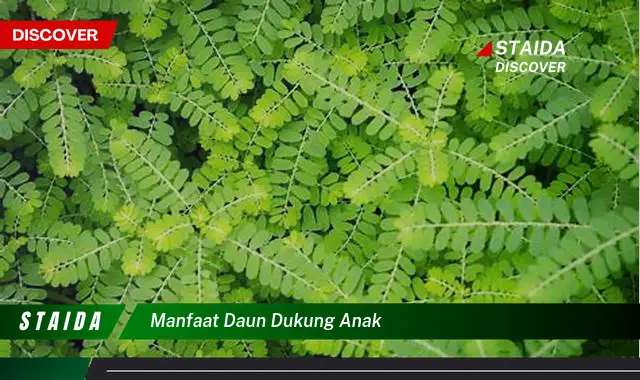 manfaat daun dukung anak