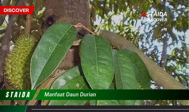 manfaat daun durian