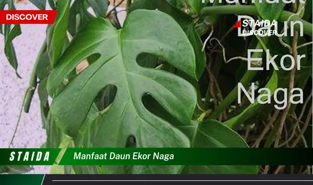 manfaat daun ekor naga