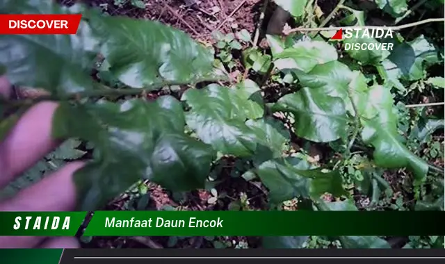 manfaat daun encok