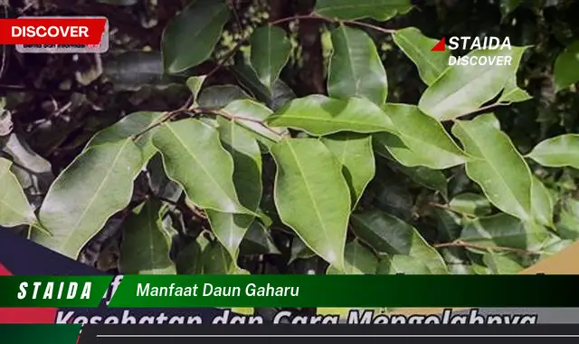 manfaat daun gaharu