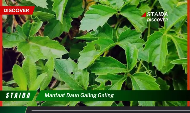 manfaat daun galing galing