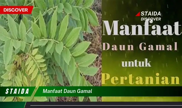 manfaat daun gamal