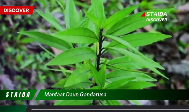 manfaat daun gandarusa