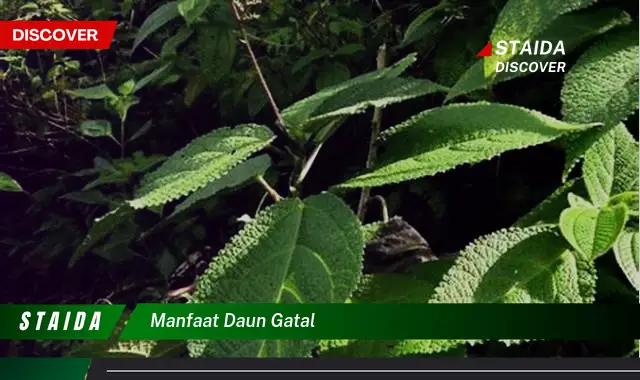 manfaat daun gatal