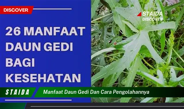 manfaat daun gedi dan cara pengolahannya