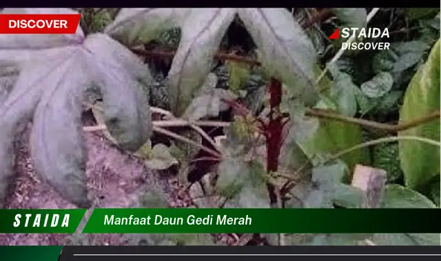 manfaat daun gedi merah