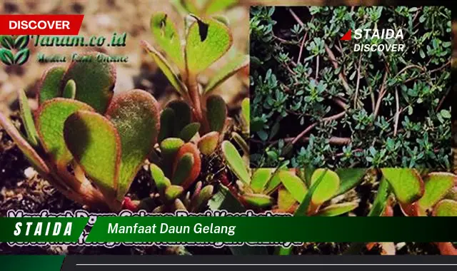 manfaat daun gelang