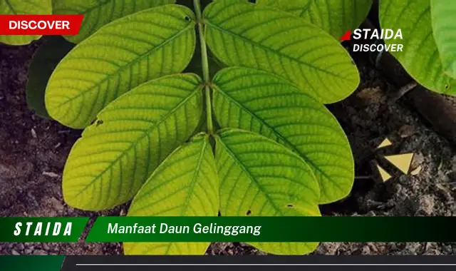 manfaat daun gelinggang