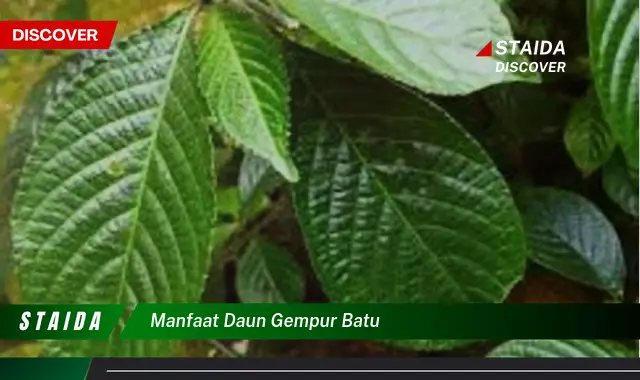 manfaat daun gempur batu