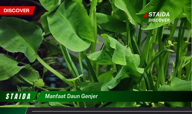 manfaat daun genjer