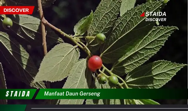 manfaat daun gerseng