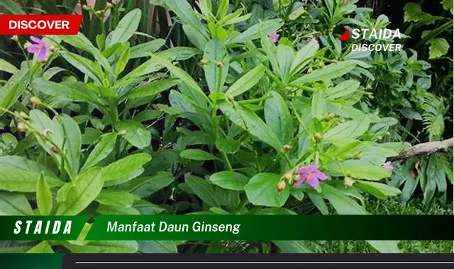 manfaat daun ginseng