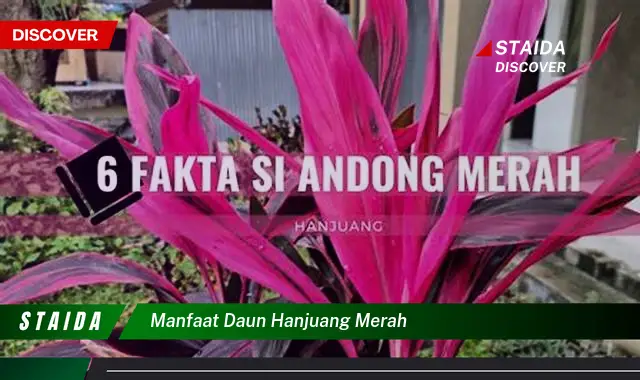 manfaat daun hanjuang merah