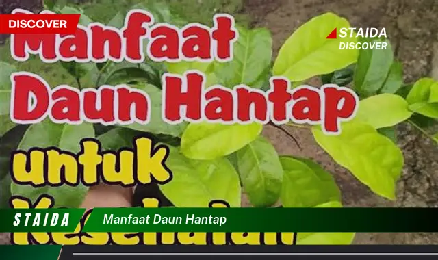 manfaat daun hantap