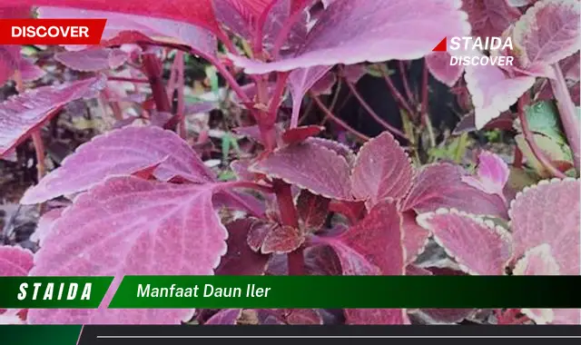 manfaat daun iler