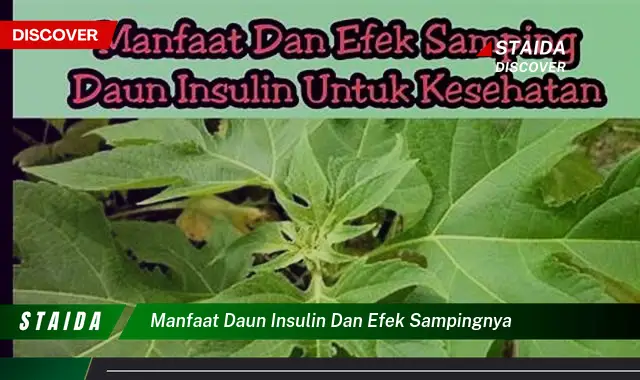 manfaat daun insulin dan efek sampingnya