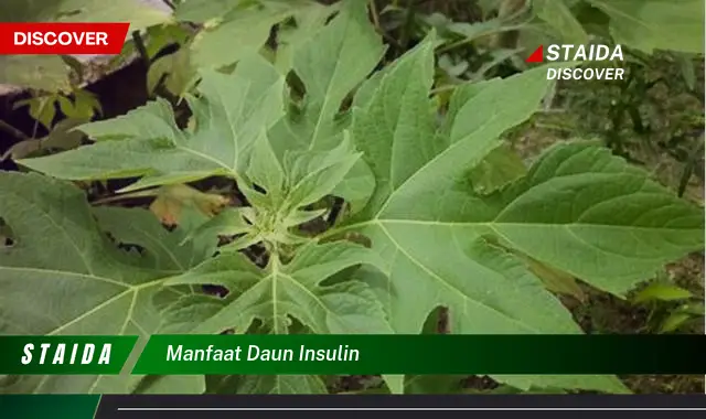 manfaat daun insulin